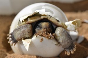 želva klubající se z vajíčka - dlouhodobé fixace hypoték